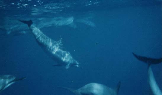 dolphins3_jpg
