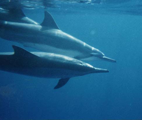 dolphins_jpg