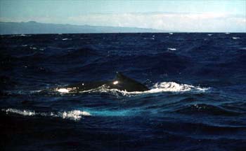 whale