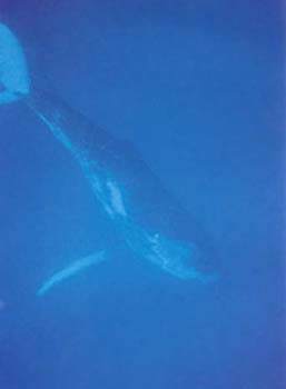 whale2