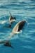 dolphins2_jpg