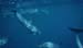 dolphins3_jpg