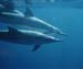 dolphins_jpg