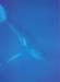 whale2